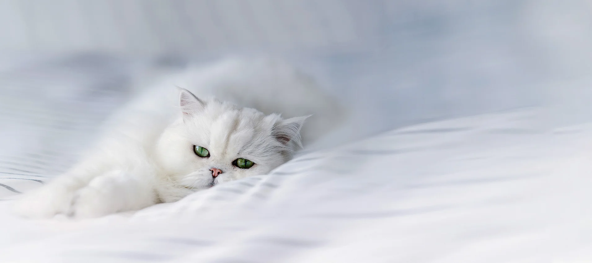 Ever Clean Extra Strong Clumping Unscented - EverClean Eesti kassiliiv