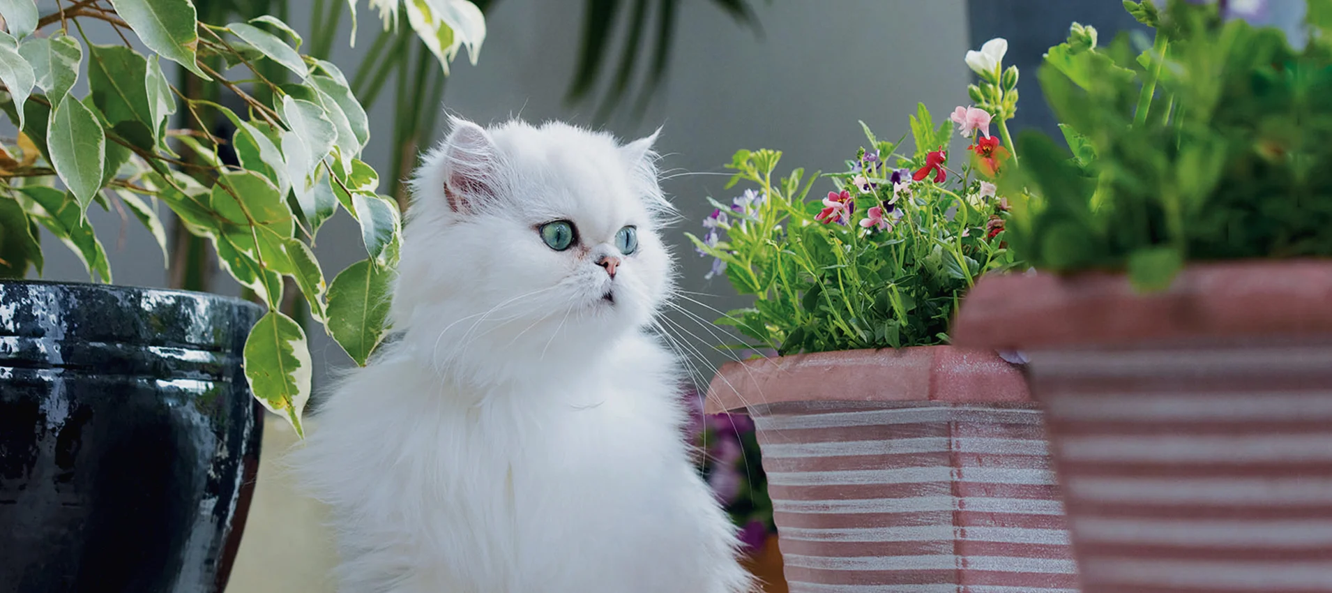 Ever Clean Extra Strong Clumping Scented - EverClean Eesti kassiliiv