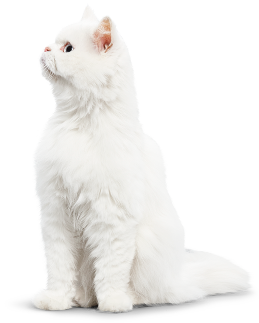 Ever Clean Pärsia pikakarvaline kass